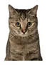 Photo of Coal the cat